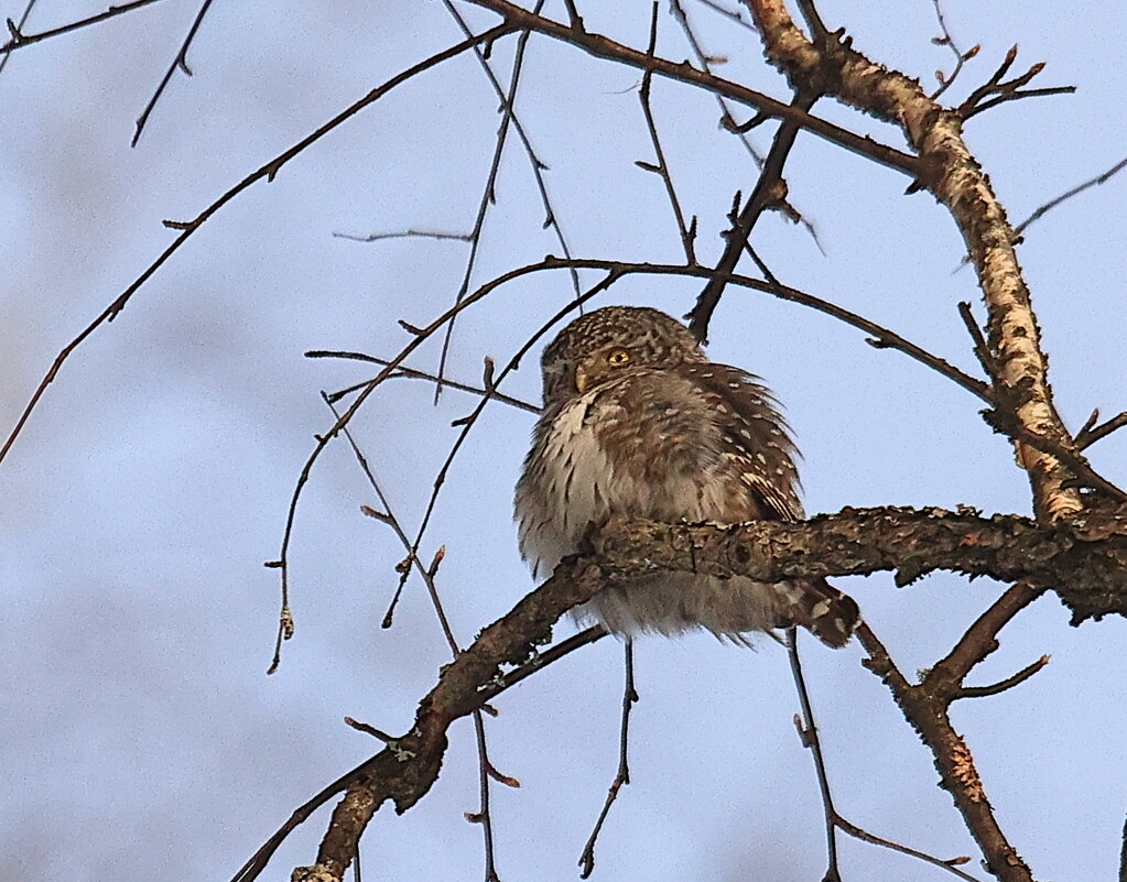 Сычик - Владилен Панченко