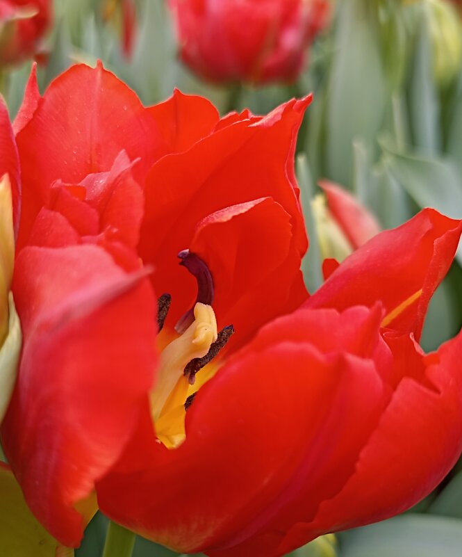 Весенняя палитра - Красный - Pippa 