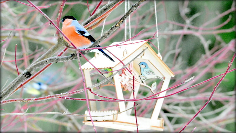 Снегирь на кормушке - Сергей Снегирь на кормушке - Сергей