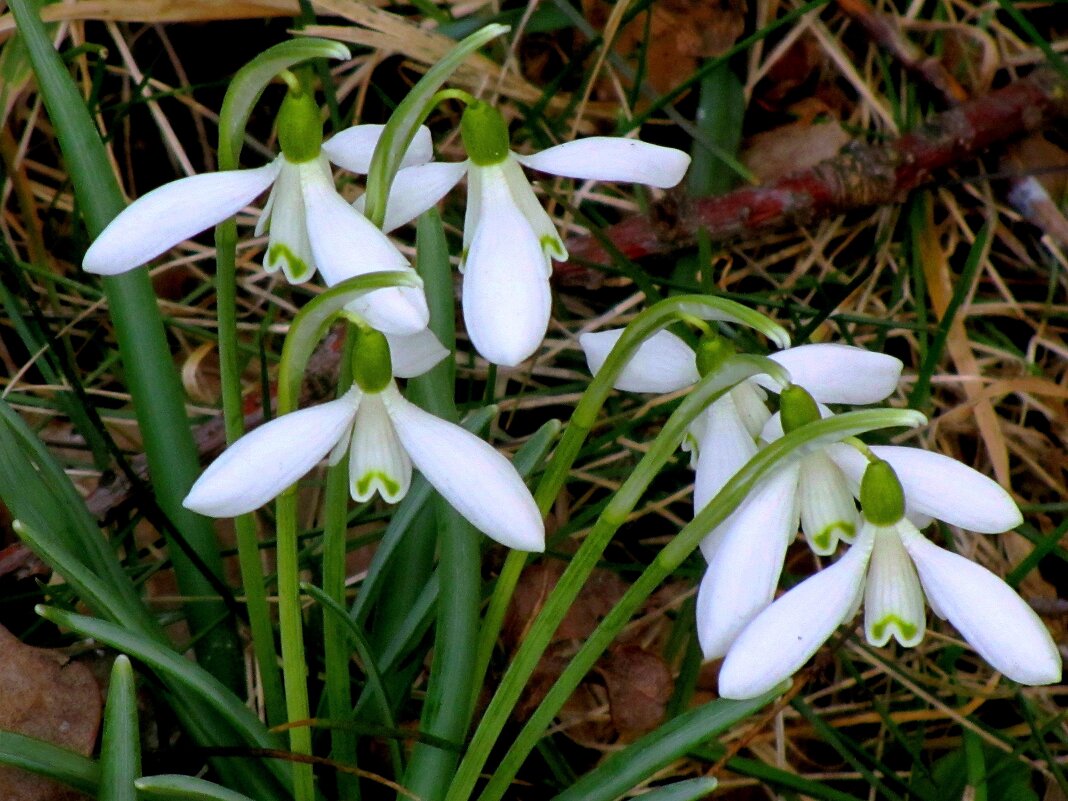 Подснежник (Galanthus) - Сергей Карачин Подснежник (Galanthus) - Сергей Карачин