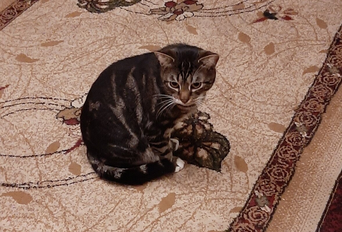 Ну как сегодня без котиков:) - Наталья Герасимова