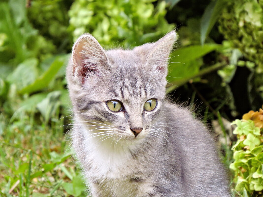 Котёнок - Валерий Судачок Котёнок - Валерий Судачок