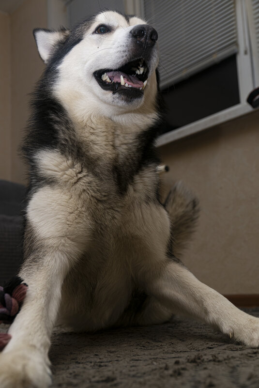 Ярик. - leff Postnov