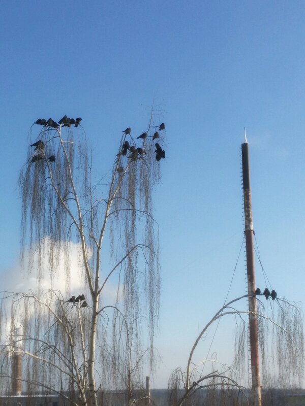 птичье общежитие - Александр Кольцов