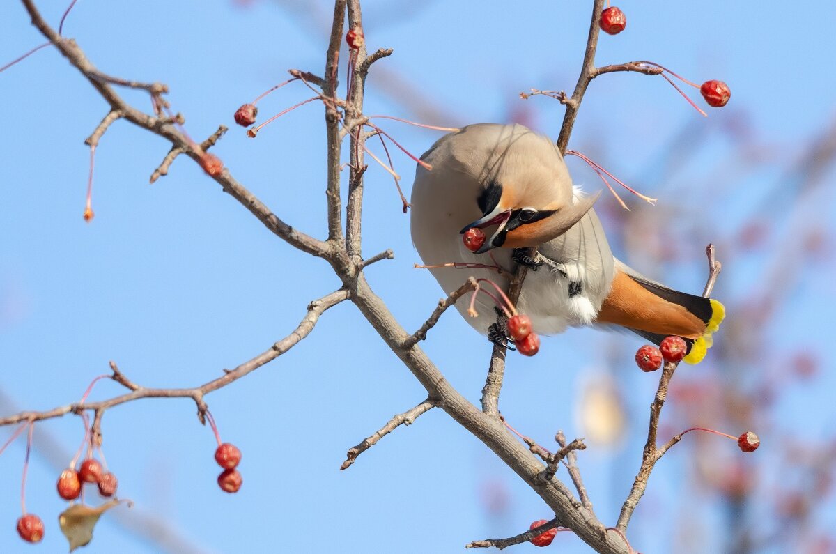 Свиристель. - Виктор Иванович Чернюк Свиристель. - Виктор Иванович Чернюк