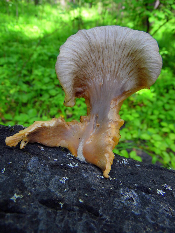 Не гриб,а настоящая кобра. - nadyasilyuk Вознюк Не гриб,а настоящая кобра. - nadyasilyuk Вознюк