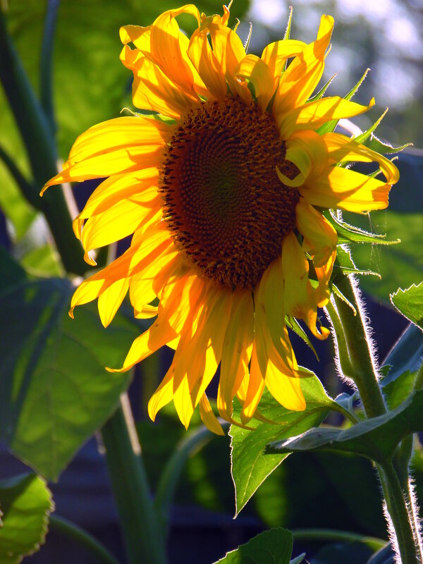 Солнечный подсолнушек. - nadyasilyuk Вознюк Солнечный подсолнушек. - nadyasilyuk Вознюк