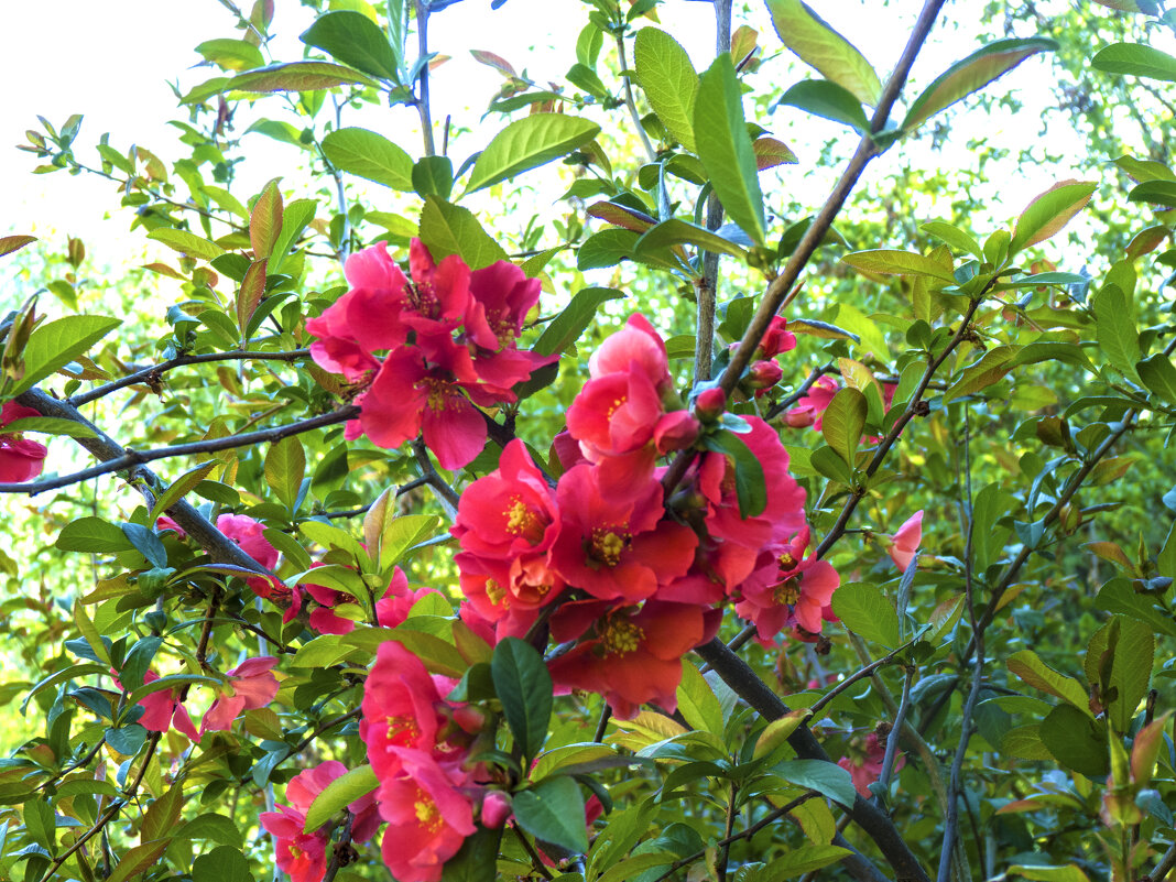 Японская вишня - Валентин Семчишин Японская вишня - Валентин Семчишин