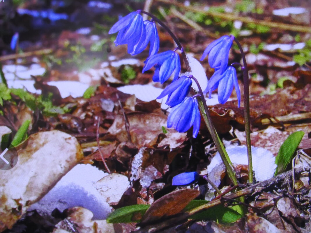 Пролеска просыпается - Людмила Смородинская Пролеска просыпается - Людмила Смородинская