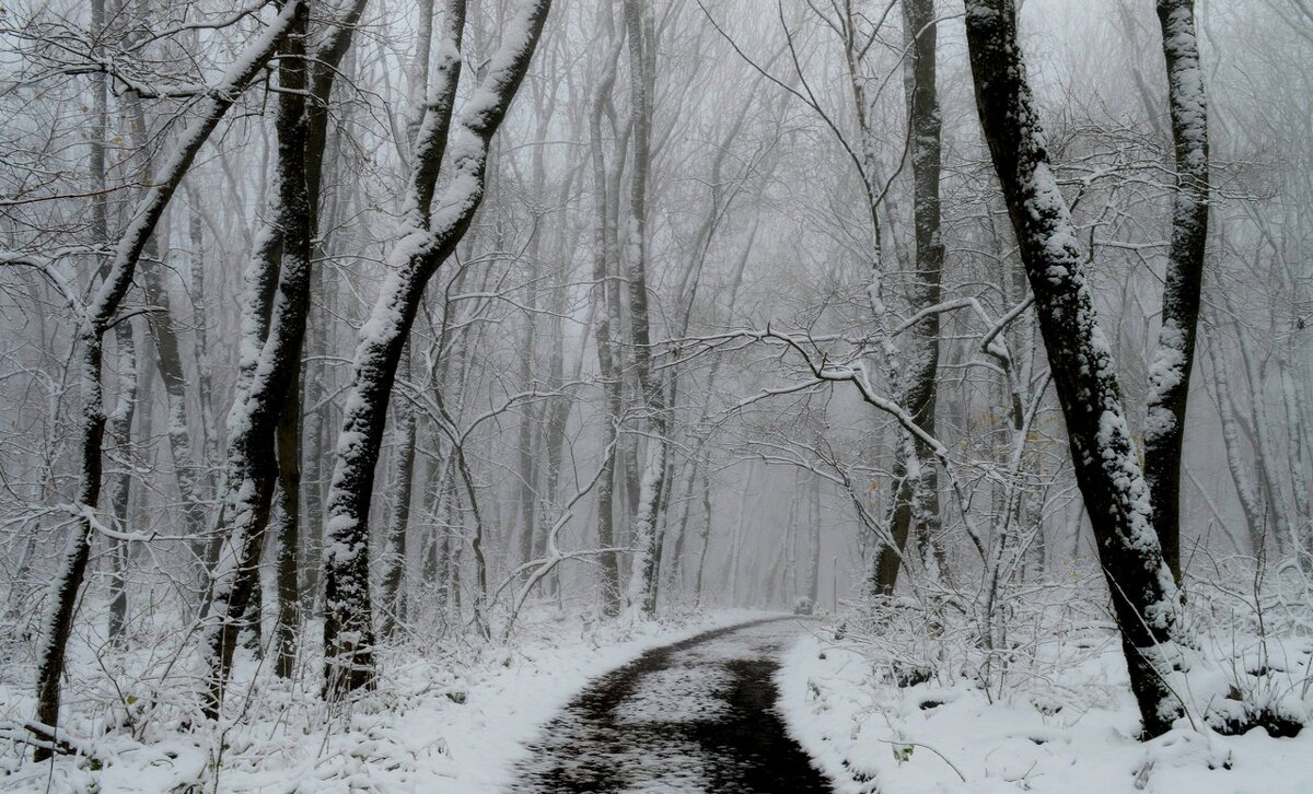 В лесу затуманенном....... - Юрий Цыплятников В лесу затуманенном....... - Юрий Цыплятников