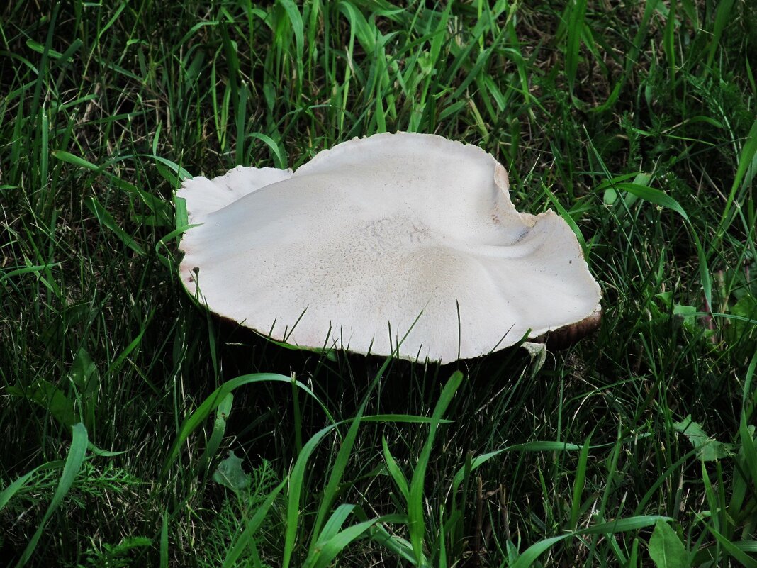 в парках Екатеринбурга - Елена Шаламова в парках Екатеринбурга - Елена Шаламова