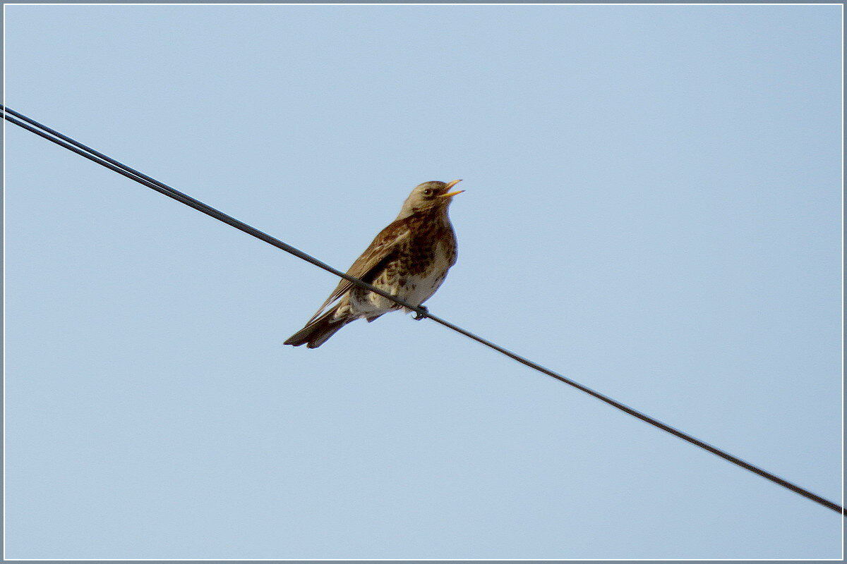 Весна-а-а !!! - Сеня Белгородский