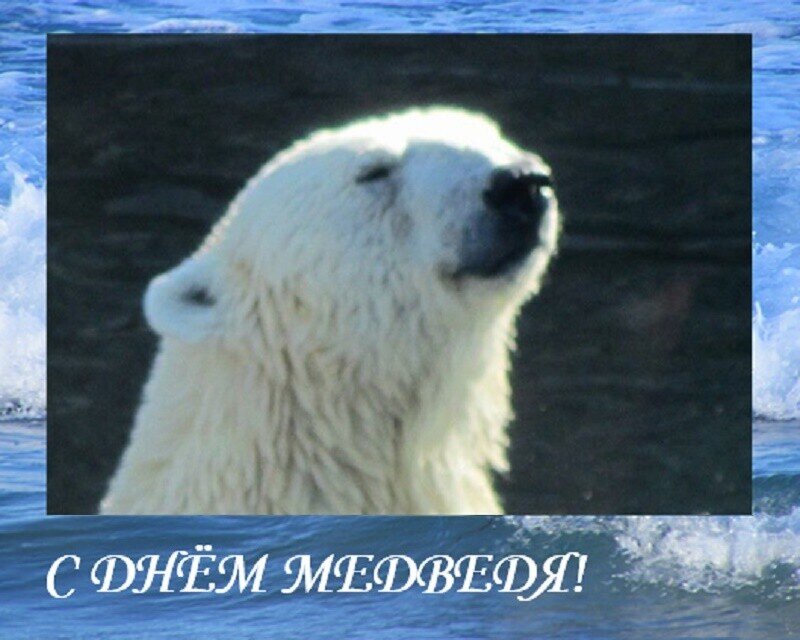 13 декабря. ДЕНЬ МЕДВЕДЯ - Дмитрий Никитин