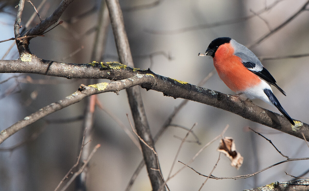 Снегирь. - Владимир Безбородов Снегирь. - Владимир Безбородов