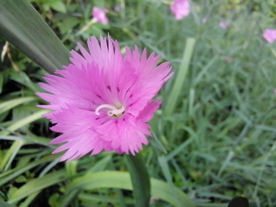 ,,, - Сергей Тимоновский