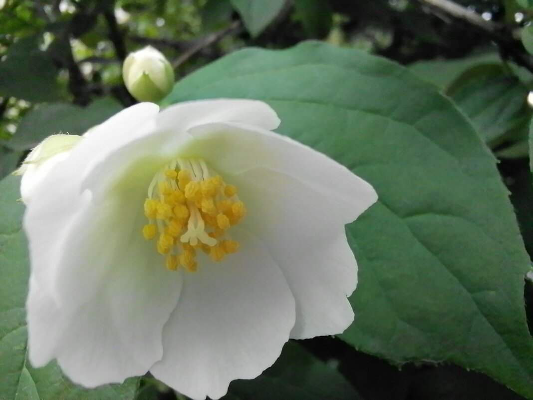 ,,, - Сергей Тимоновский ,,, - Сергей Тимоновский