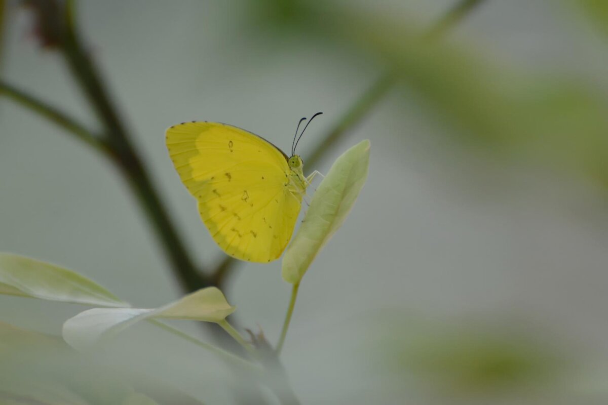 Путешествуя по Азии. - Sergey (Apg)