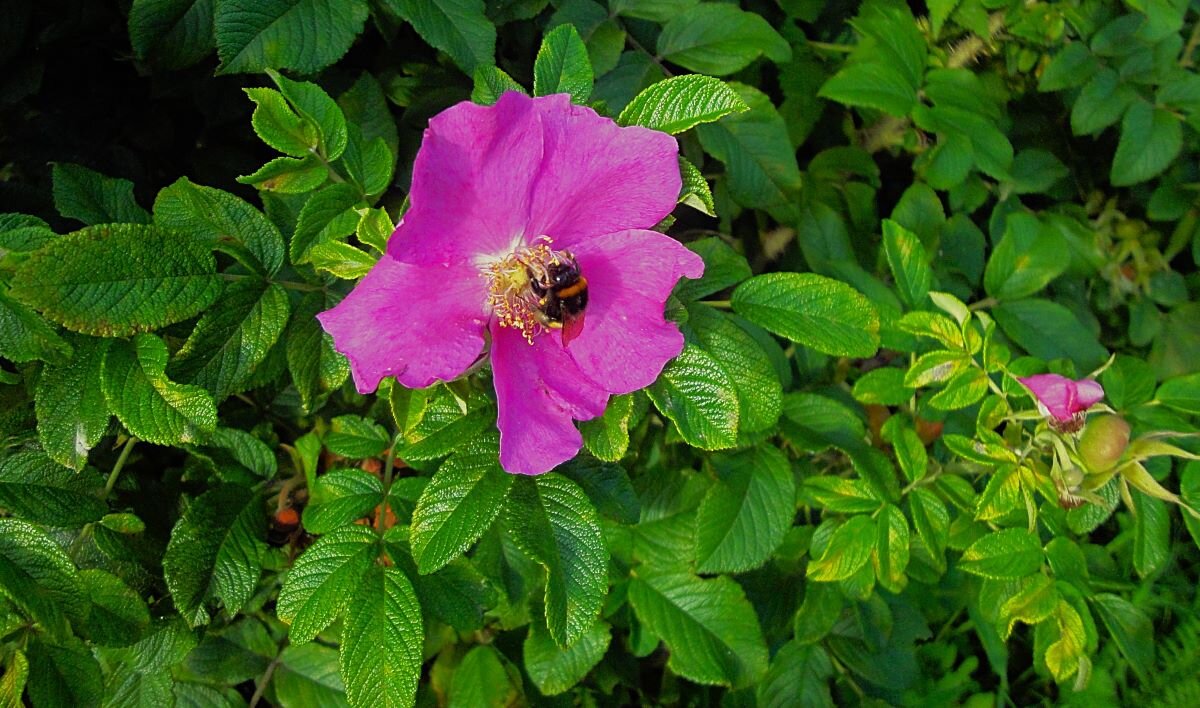 ***сладкий аромат*** - Olga Oskolkova