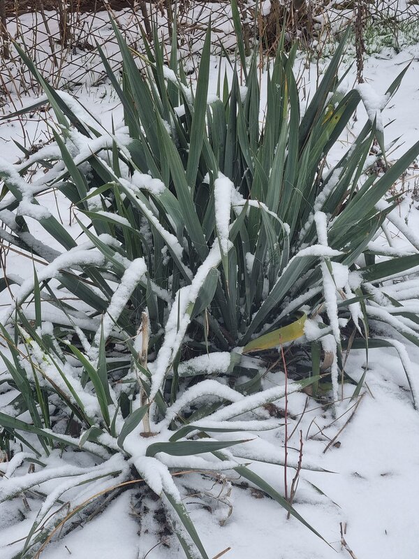 У нас сегодня снег... - Наталья У нас сегодня снег... - Наталья