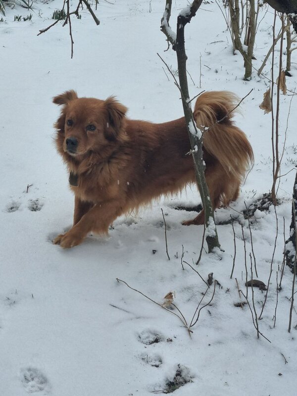 Успеть погонять по снегу... - Наталья 
