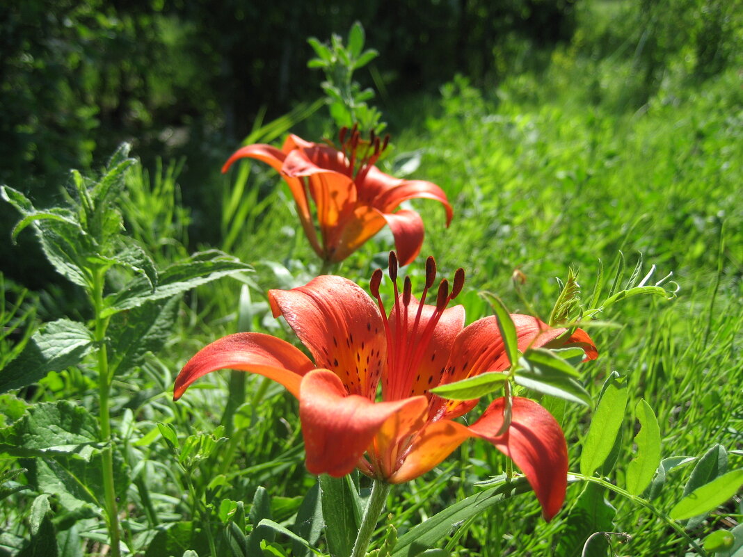 Лилия даурская - Anna Ivanova