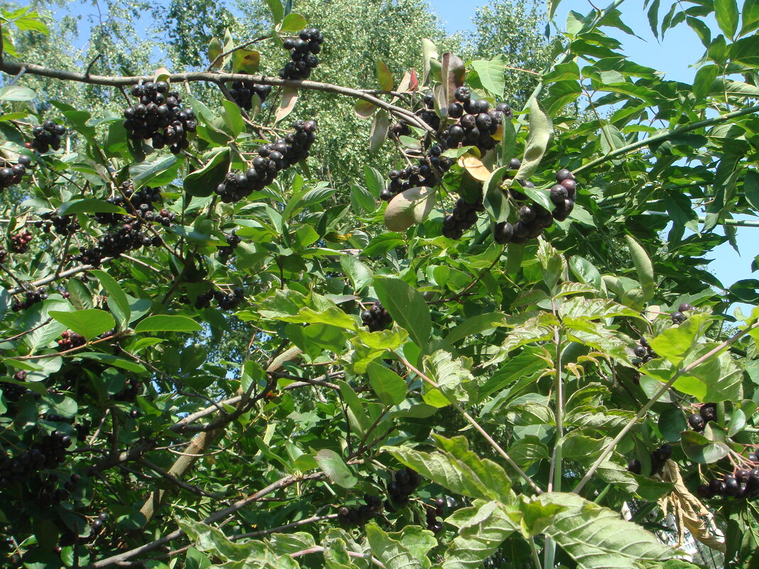 ***арония черноплодная*** - Olga Oskolkova ***арония черноплодная*** - Olga Oskolkova