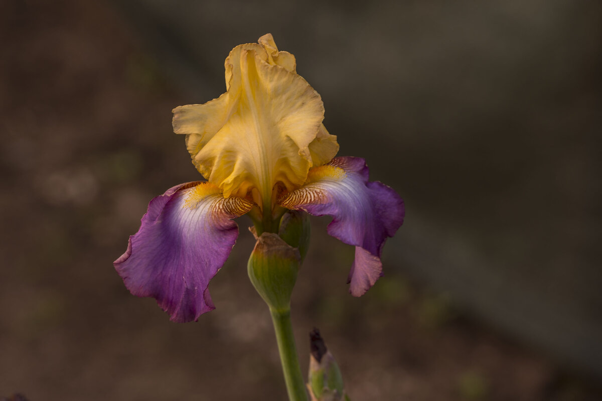 Ирисы. - Сергей Воротников