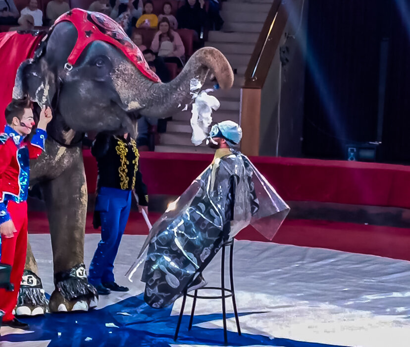 Элитный цирюльник - Светлана SvetNika17