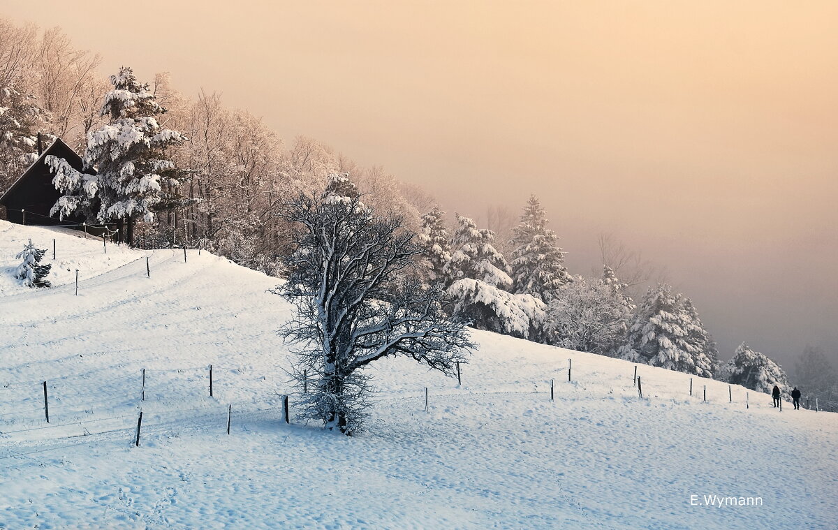 foggy day - Elena Wymann foggy day - Elena Wymann