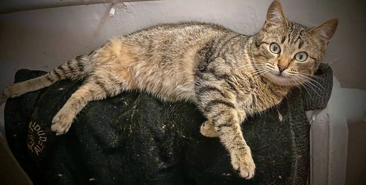 День котов. - Михаил Столяров День котов. - Михаил Столяров