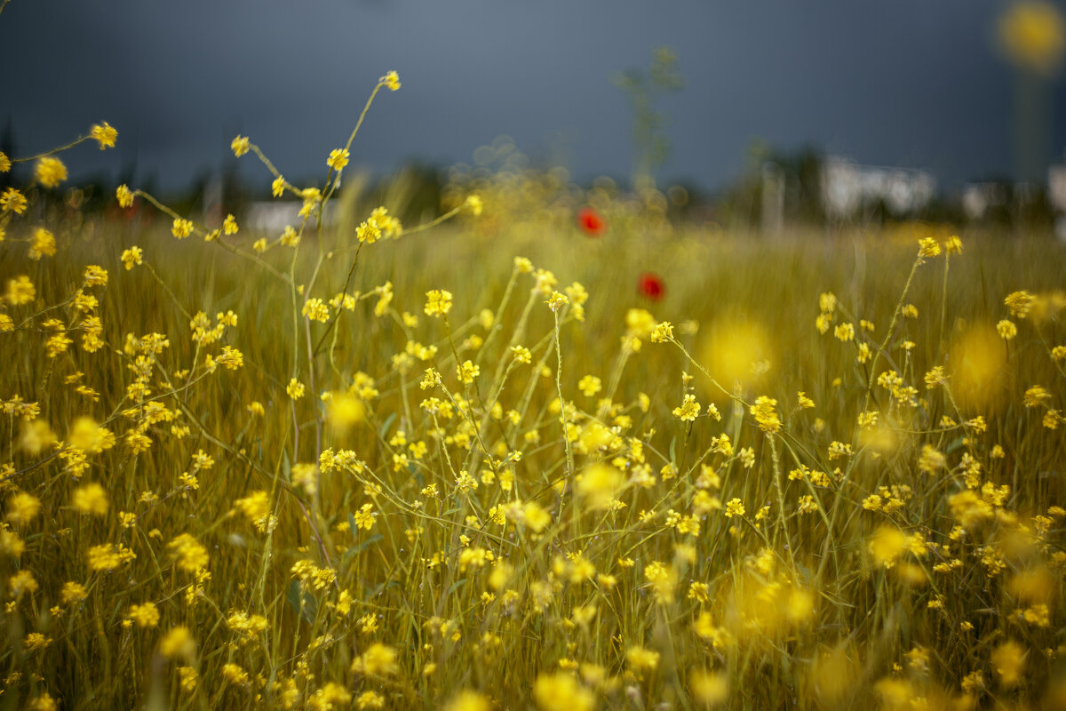 *** - Яна Горбунова