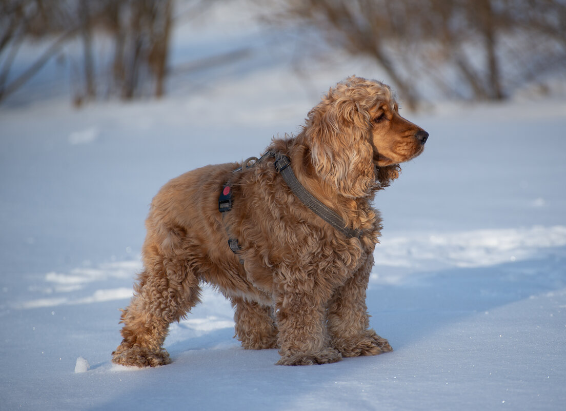 Зимние прогулки - Павел Харлин