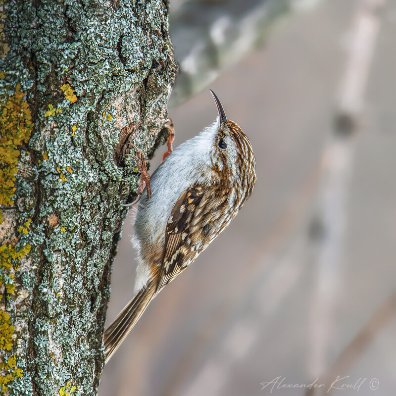 Пищуха - Александр К. Пищуха - Александр К.