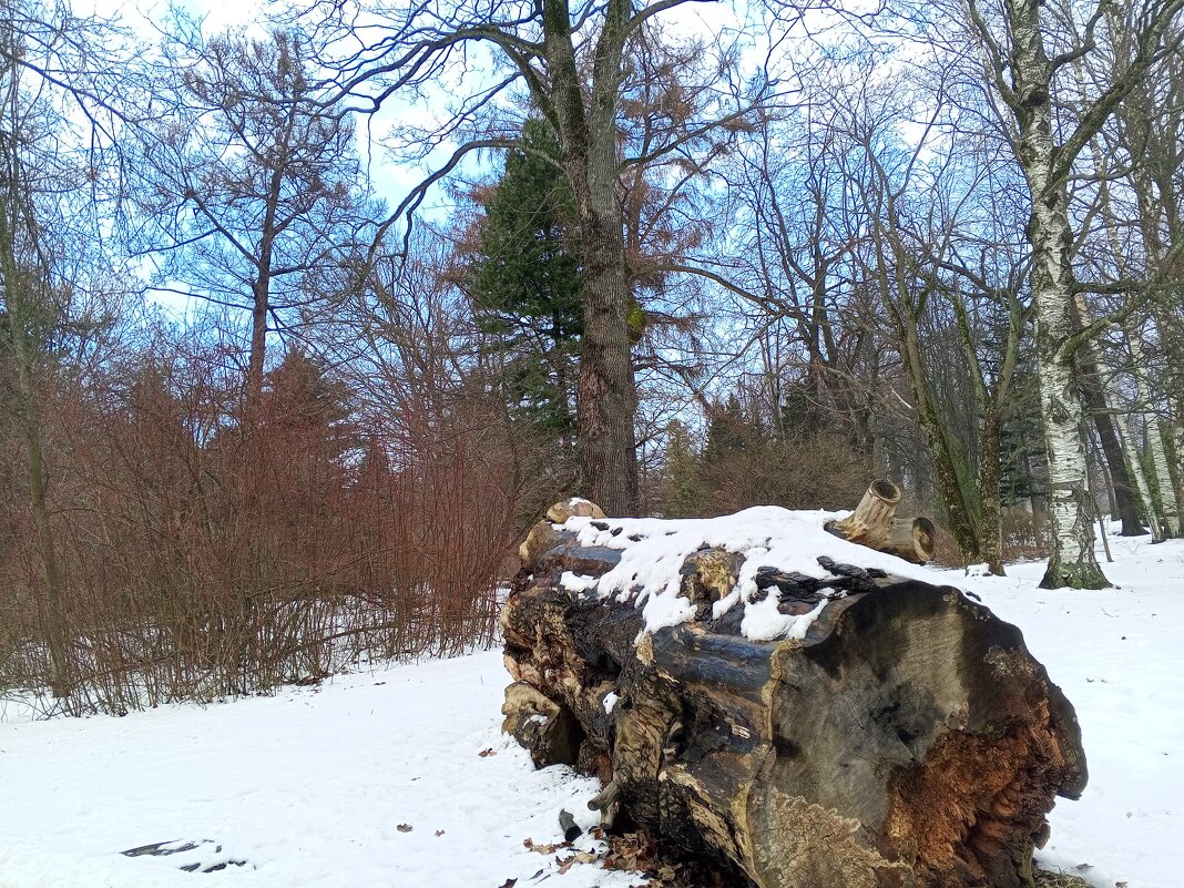 Зима - Сапсан 