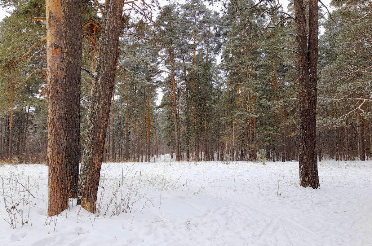 Во бору последний день зимы . - Мила Бовкун Во бору последний день зимы . - Мила Бовкун