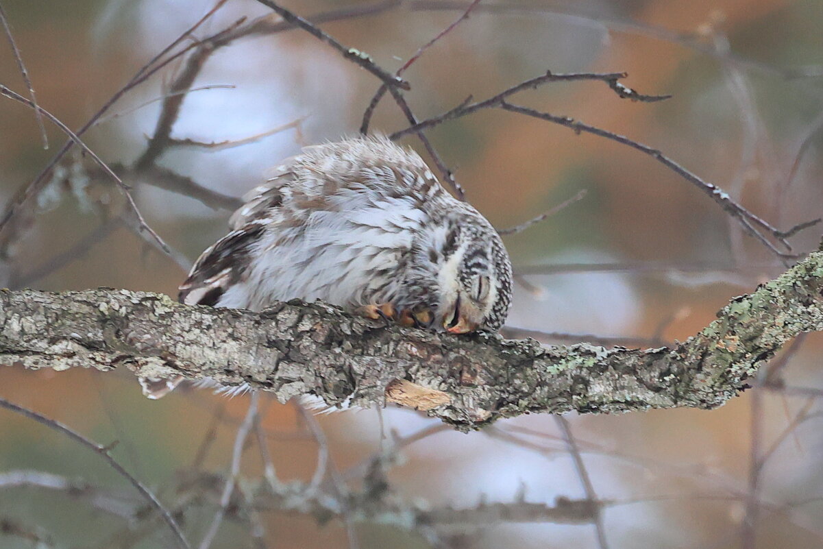 *Из жизни воробьиного сычика* - Владилен Панченко *Из жизни воробьиного сычика* - Владилен Панченко