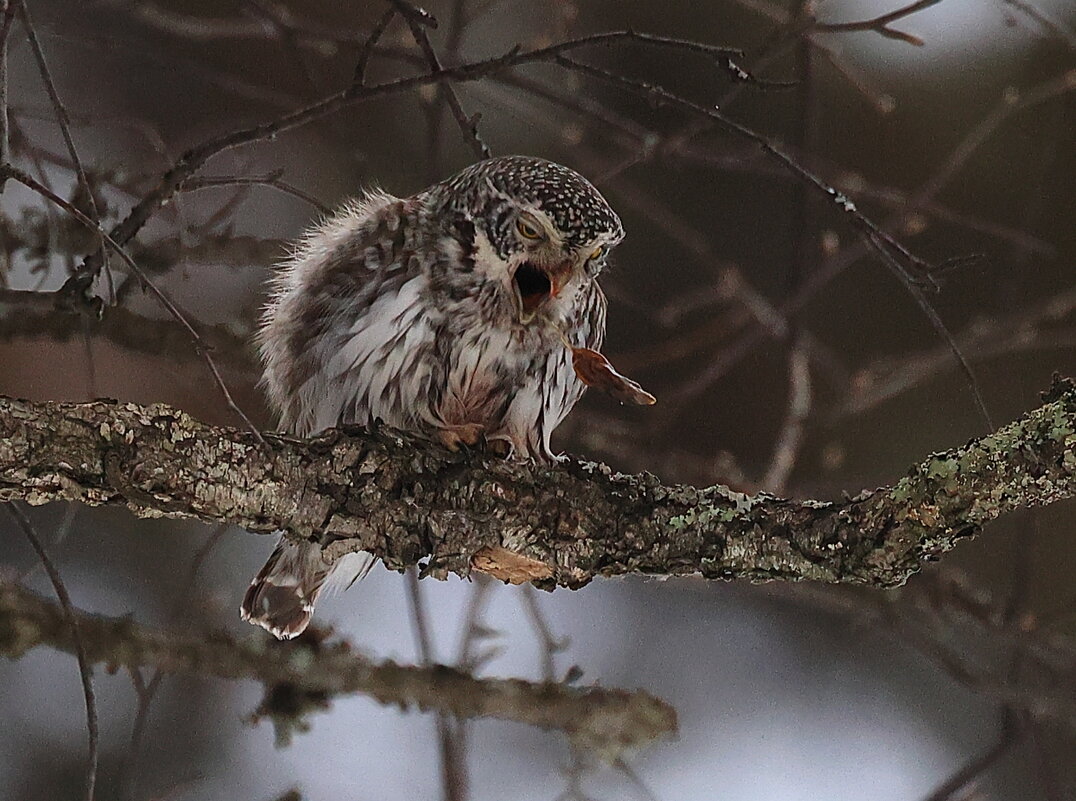 *Деликатный момент* - Владилен Панченко