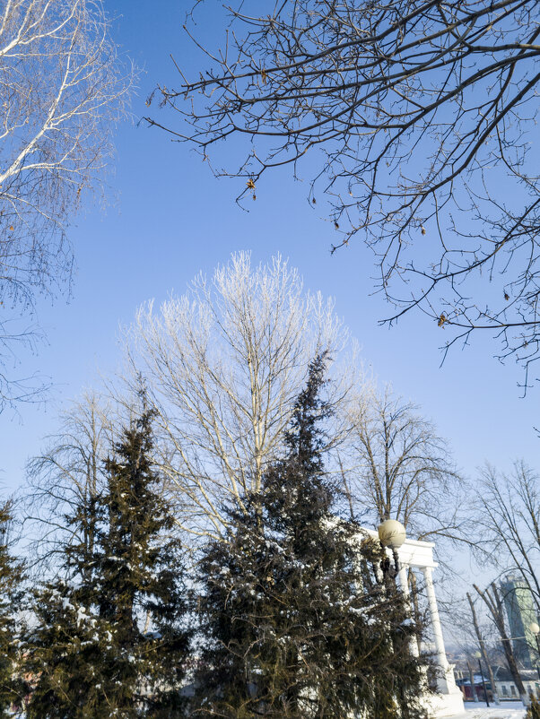 Берёза в инее - Валерий Ткаченко Берёза в инее - Валерий Ткаченко