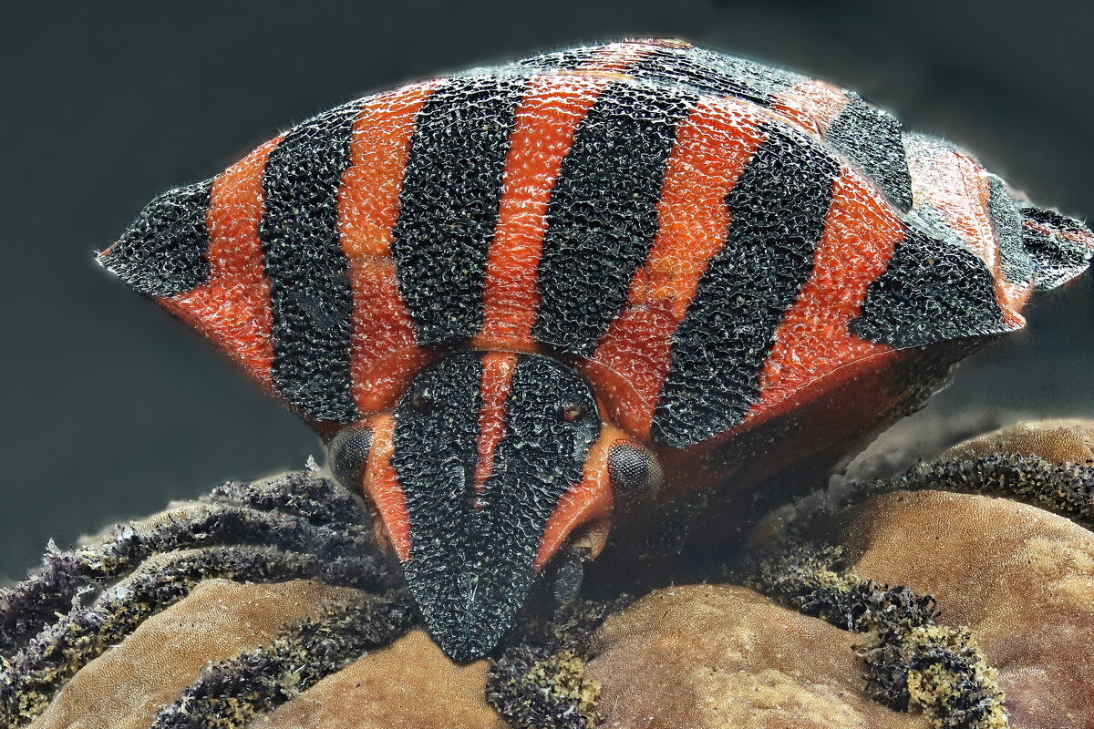 . - Игорь Осипов