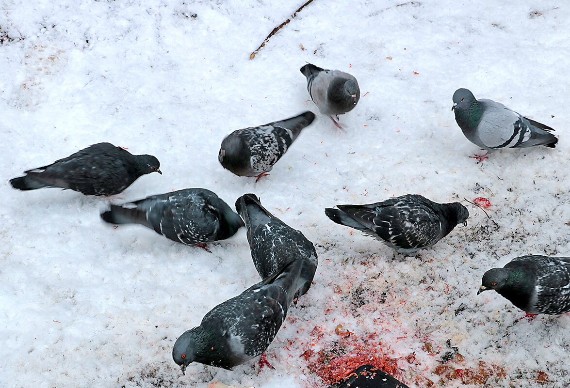 Пиршество на снегу - Светлана Пиршество на снегу - Светлана
