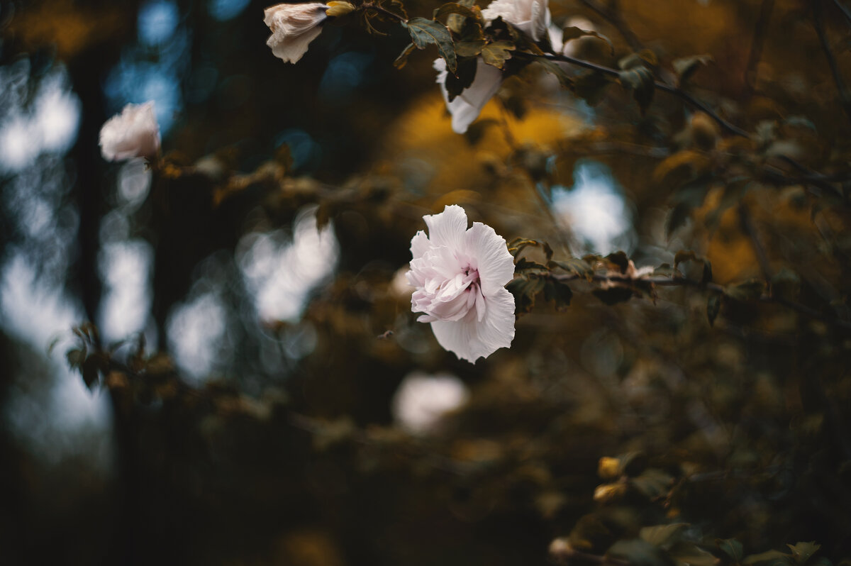 Осенние хроники. - Анатолий Щербак