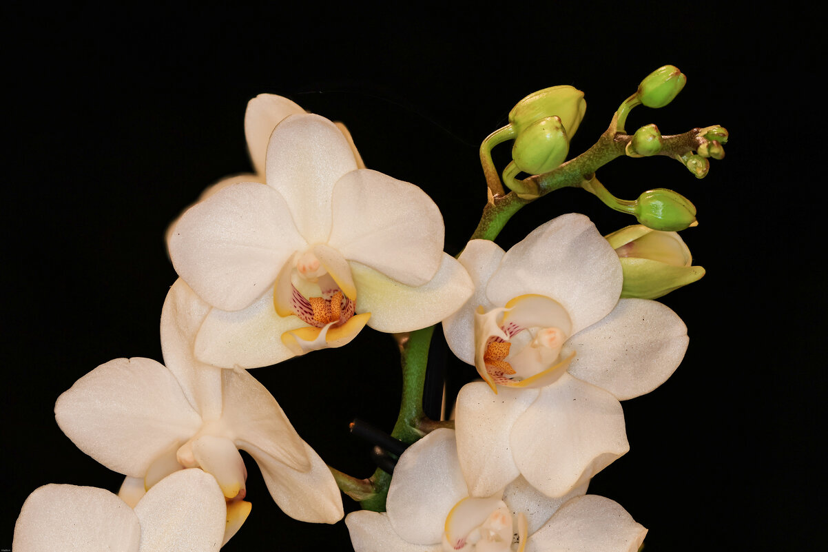 орхидея - Vlad Krrr