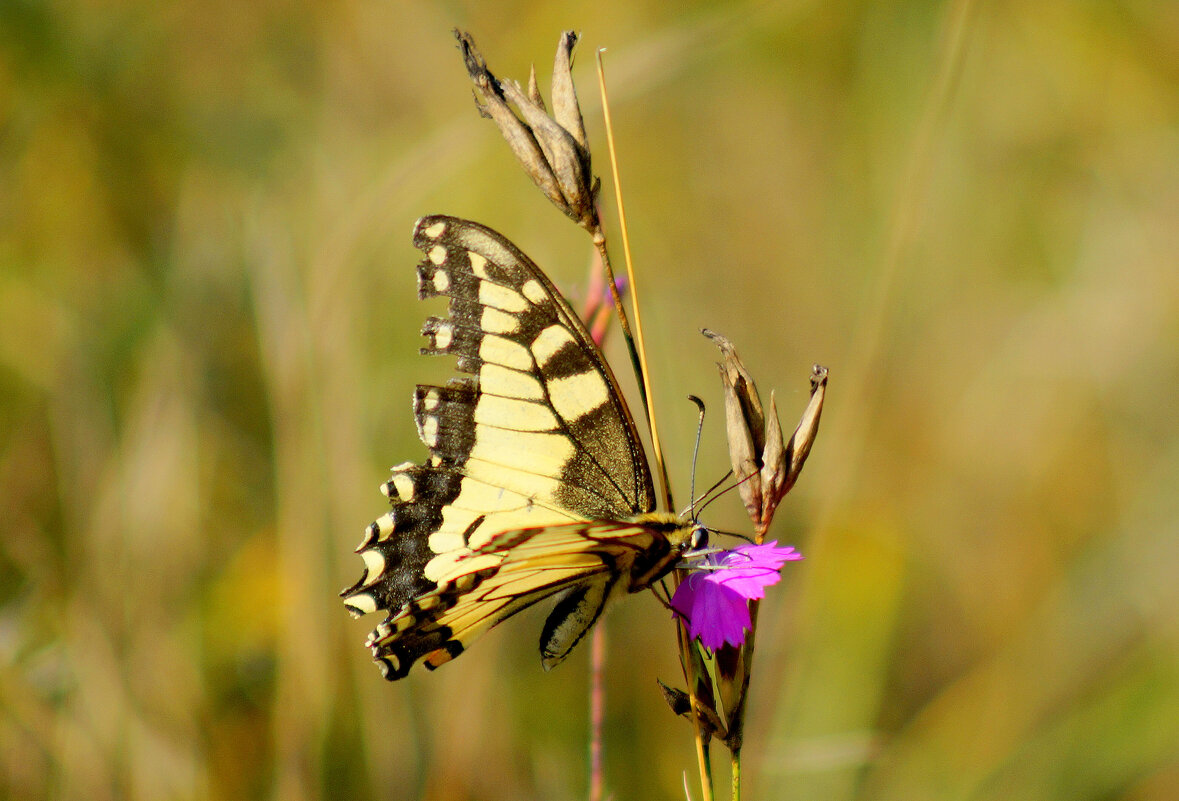опять про бабочек 416 - Александр Прокудин опять про бабочек 416 - Александр Прокудин