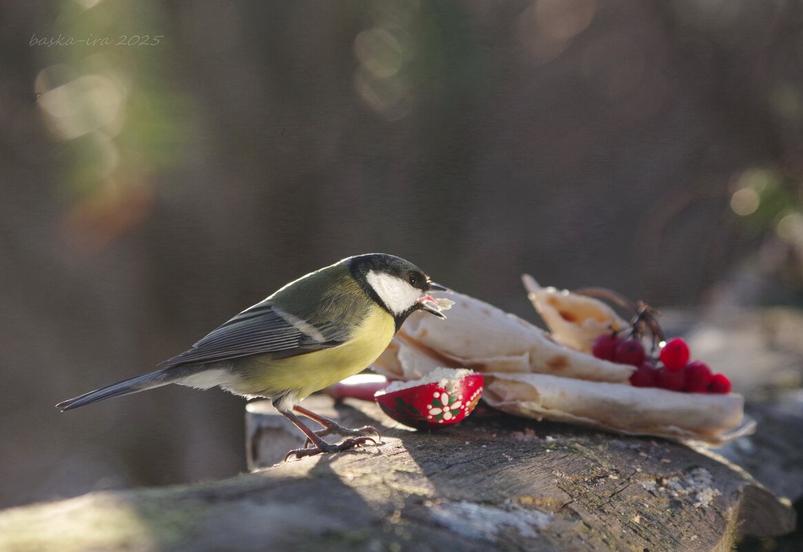 Не всё коту Масленица! - Ирина Баскакова