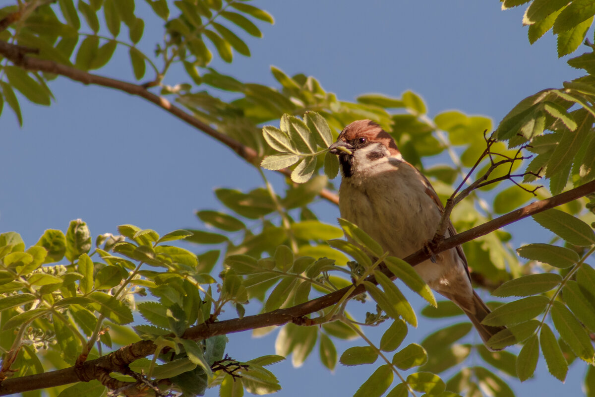*** - Дмитрий Кобзев