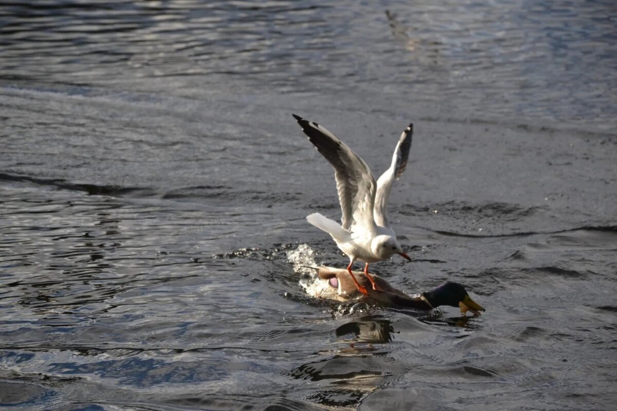 ...и бесплатно прокатилась. - Надежда 