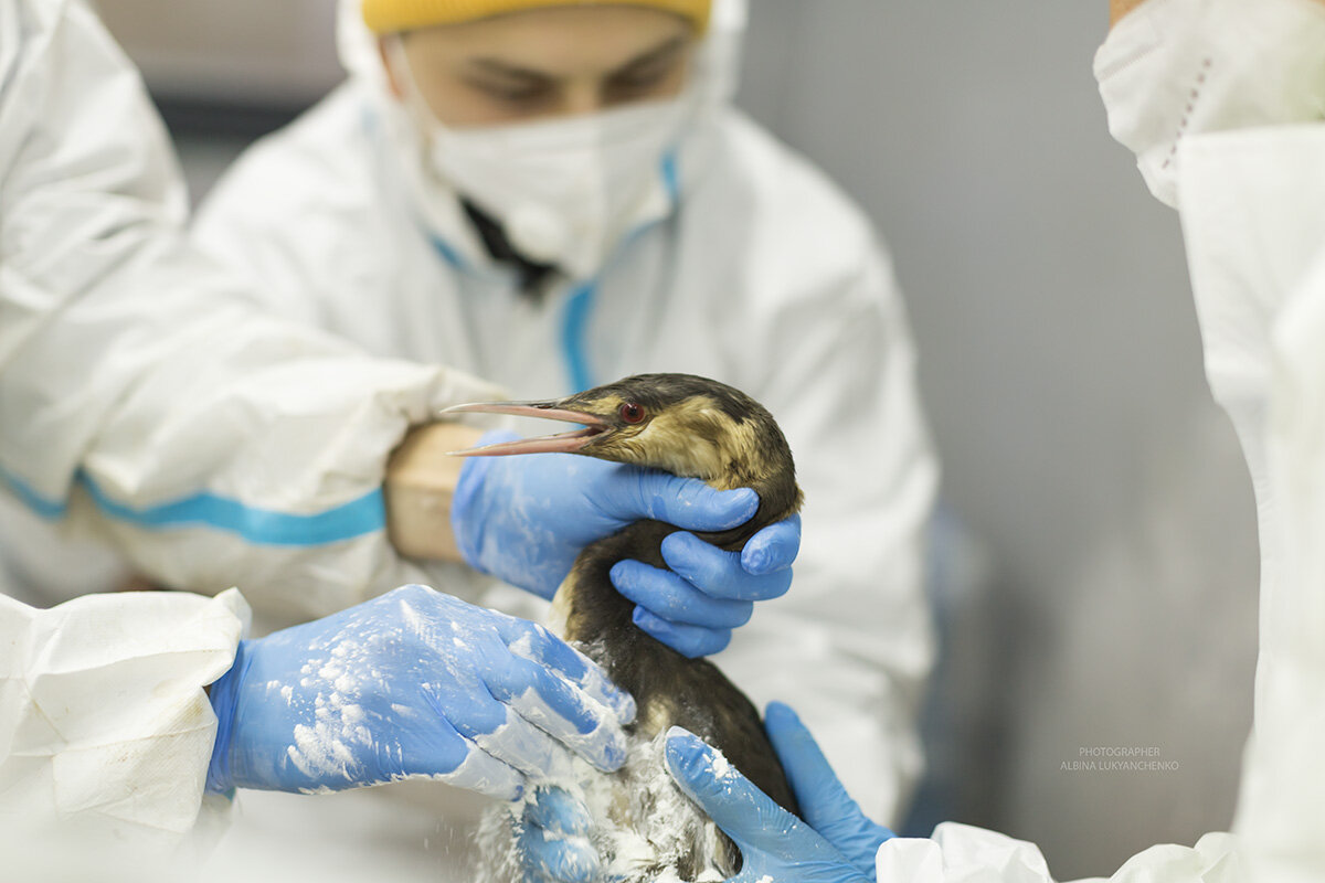 крик - Albina Lukyanchenko