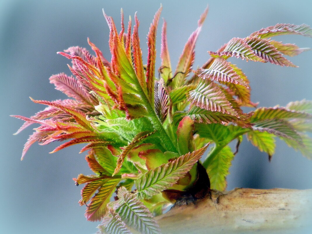 Весенний фонтан. - nadyasilyuk Вознюк