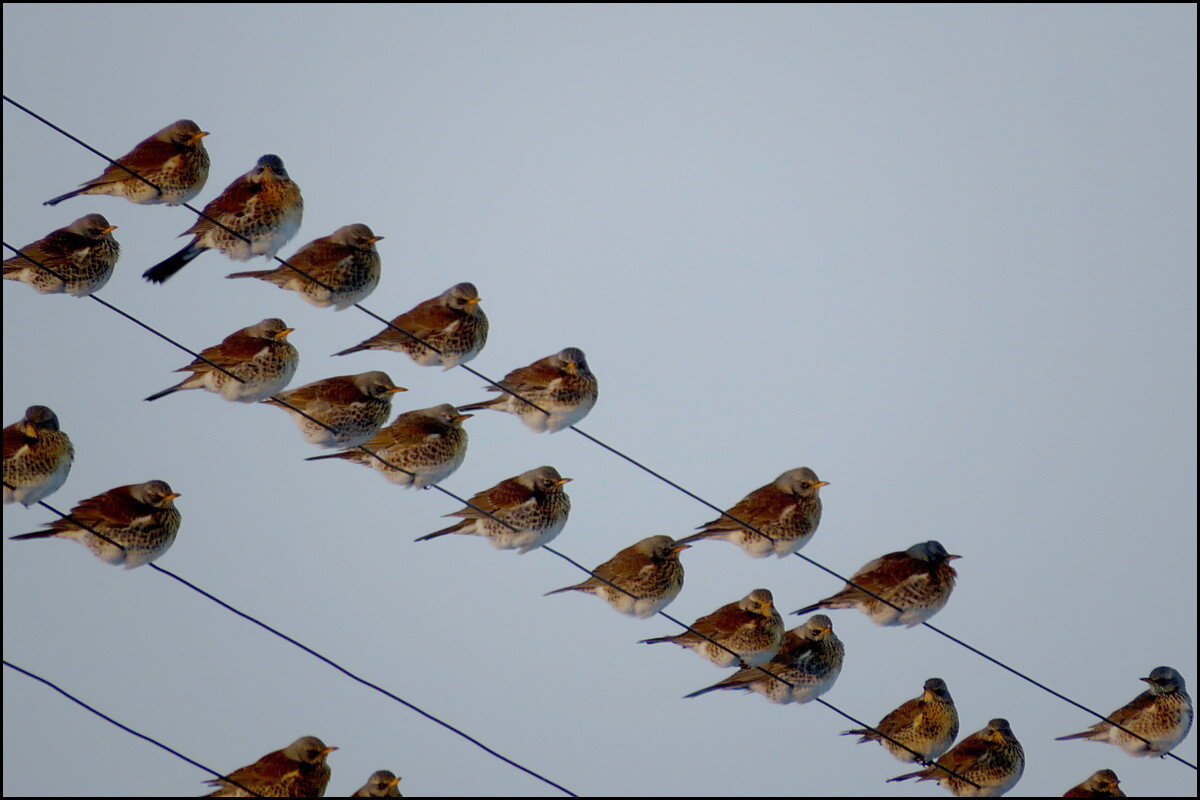 Рябиновая банда - Сеня Белгородский
