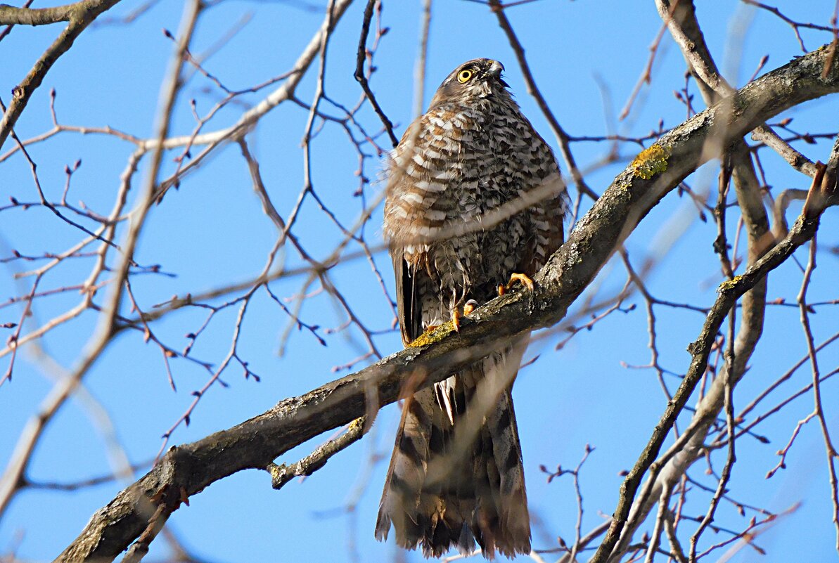 Ястреб-перепелятник - Лина Ястреб-перепелятник - Лина